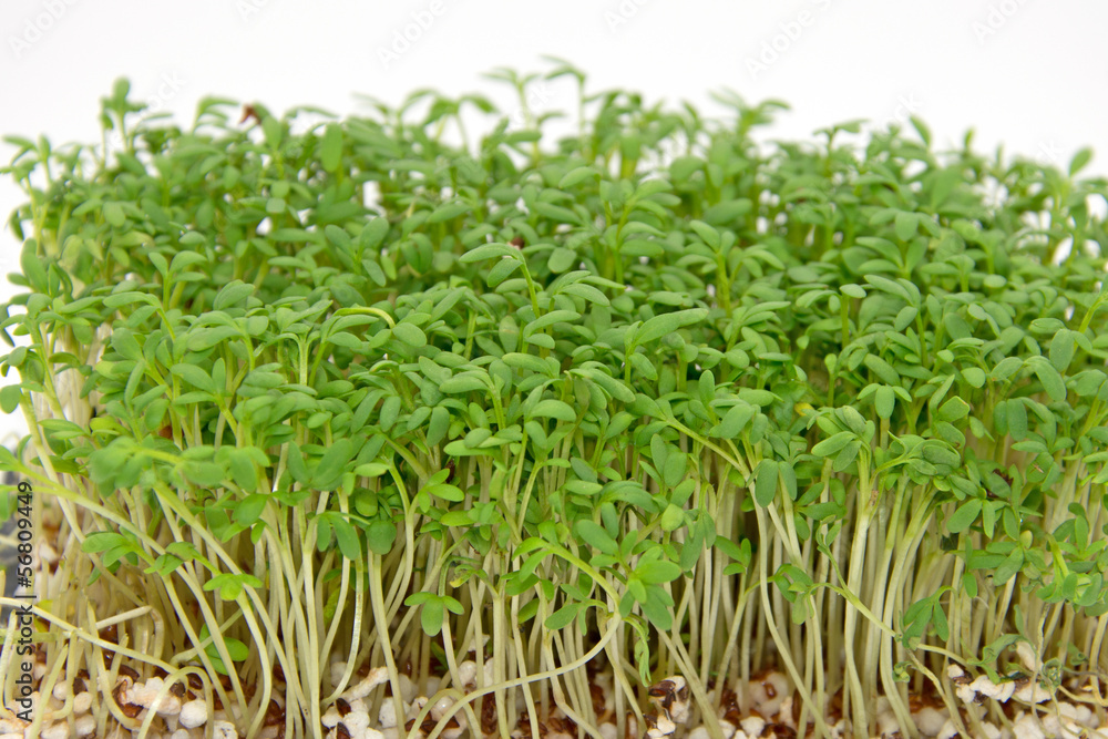 Gartenkresse Gartenkresse