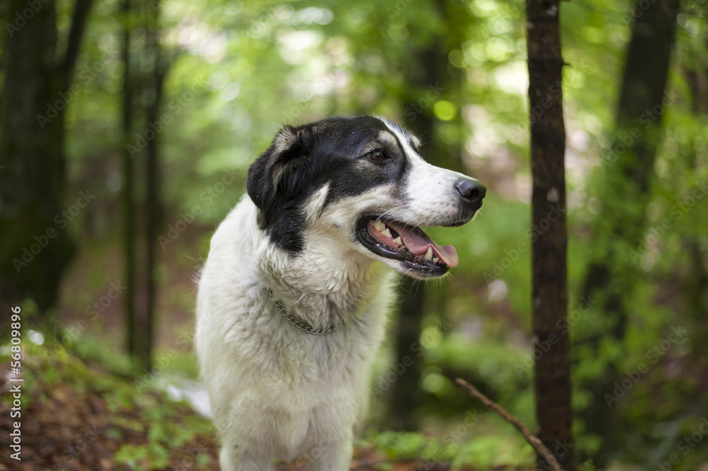 Portrait of a black and white dog in the forest.
