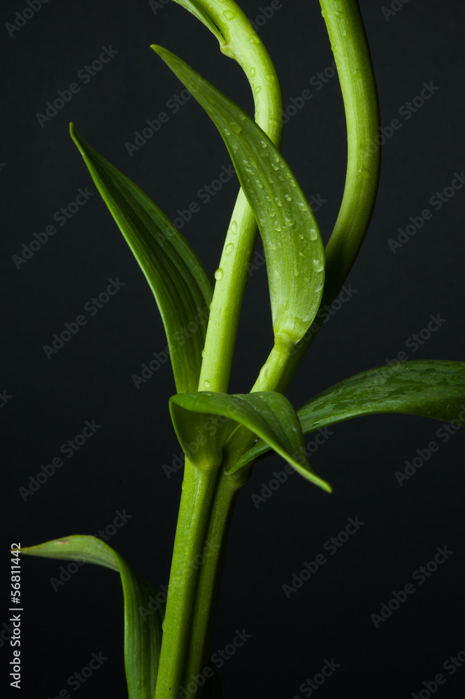 Obraz premium スタジオで撮影した百合の花