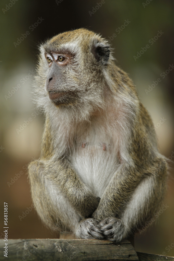 Obraz premium MACAQUE DE JAVA OU MACAQUE CRABIER