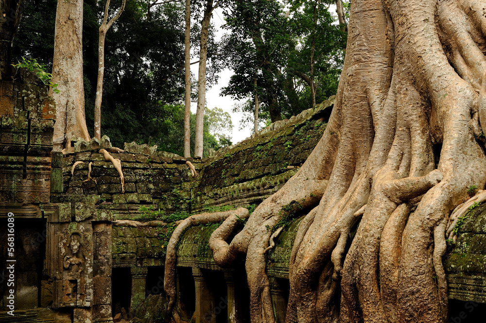 Angkor - cambodia - the Ta Prohm temple covered by huge roots