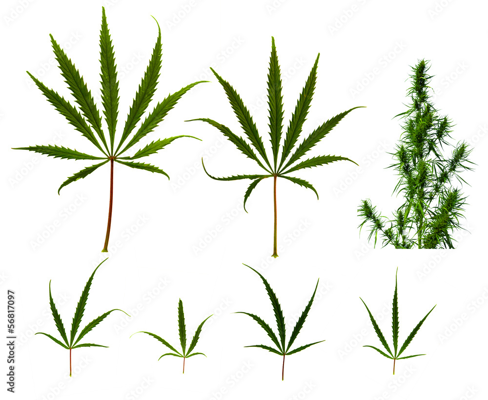 Close up collection of cannabis leafs on white back