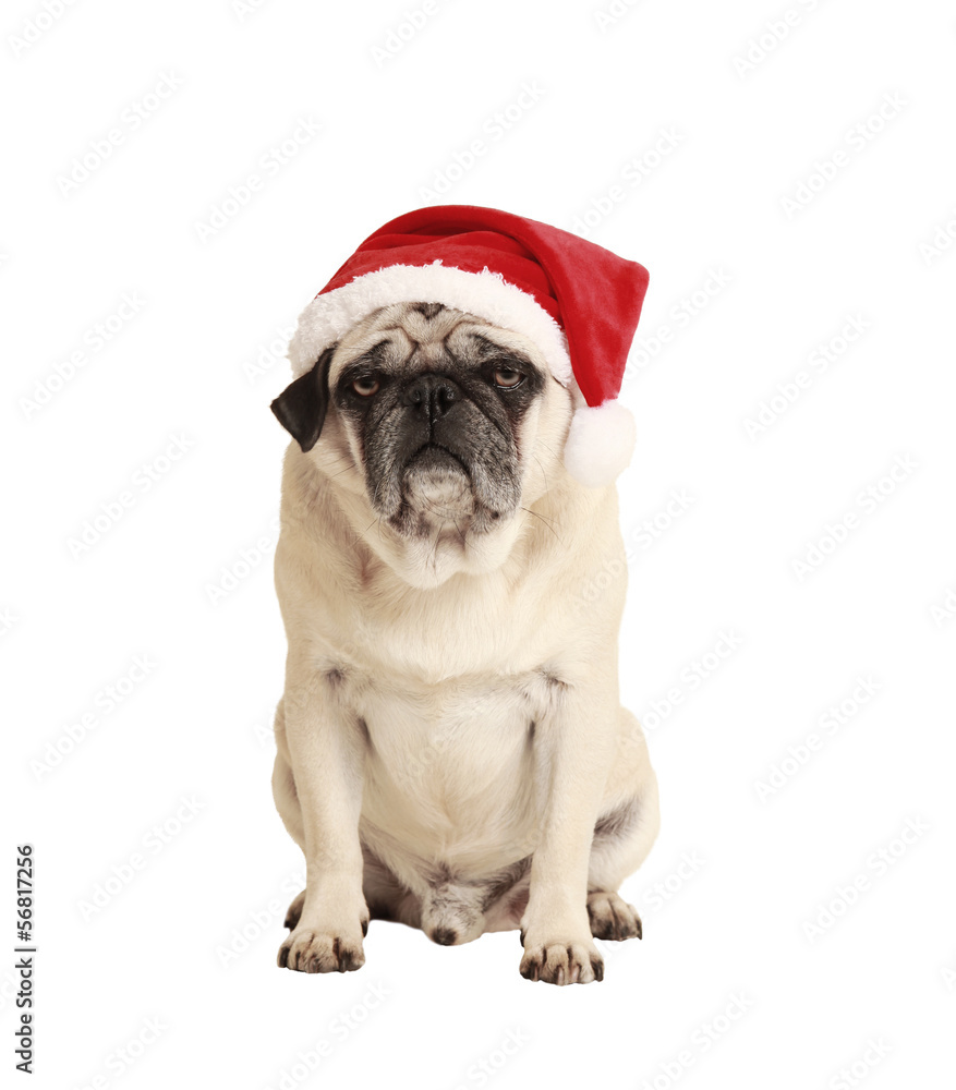 dog as a Christmas gift