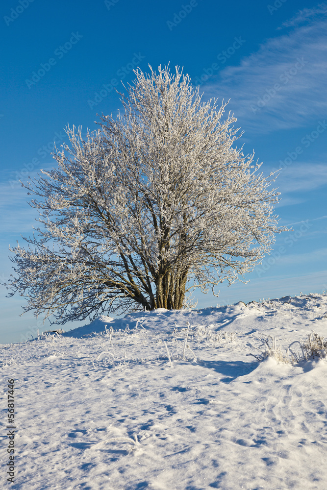 Snowy deciduous tree