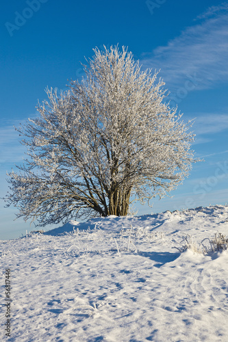 Snowy deciduous tree