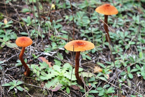 Orange inedible mushrooms