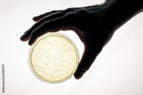 Photography petri dish
