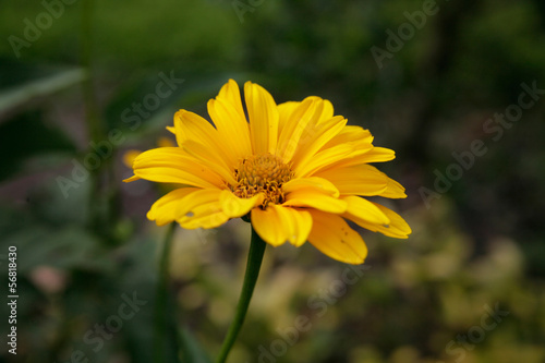 Blume -  gelb