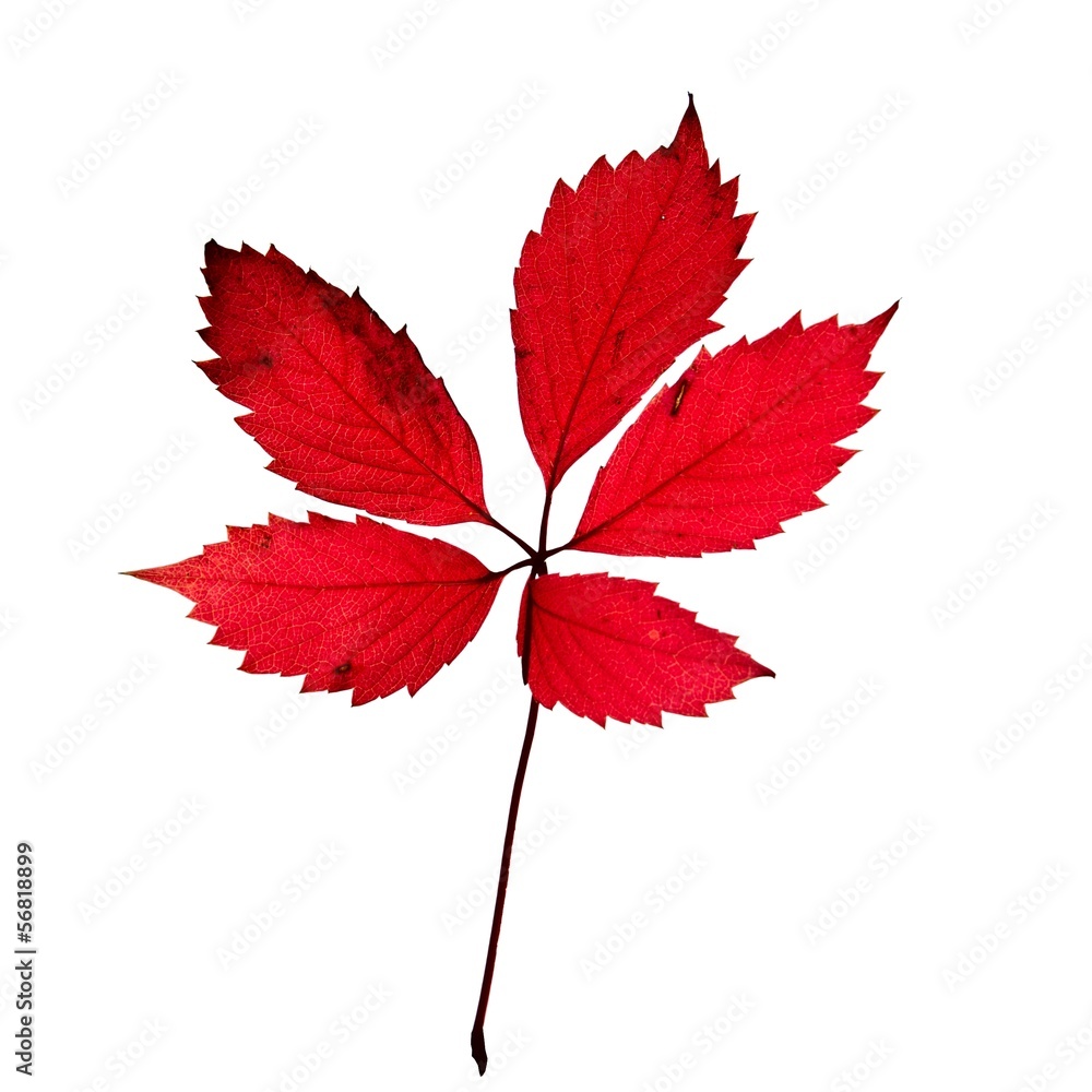 Red Autumn Leaf Red Autumn Leaf