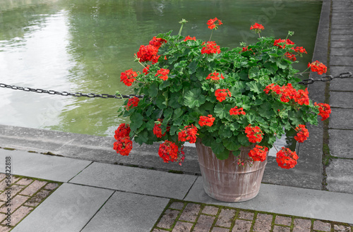 Fototapeta Naklejka Na Ścianę i Meble -  Blooming red geraniums