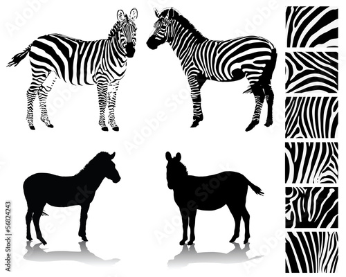 Zebra, silhouette, shadow and texture-vector illustration