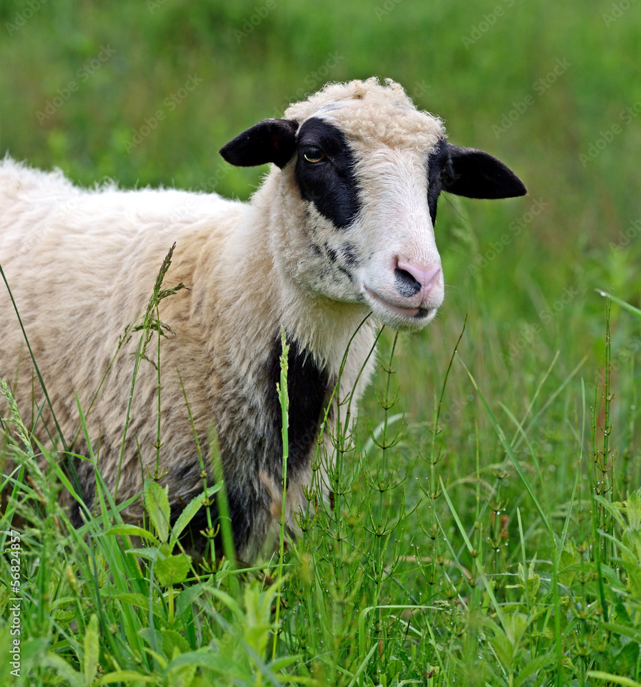 Obraz premium Sheep graze in a pasture in the mountains