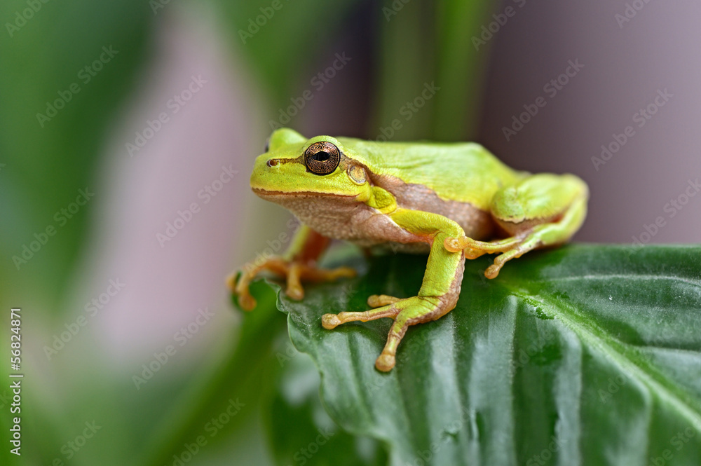 Green tree frog Green tree frog