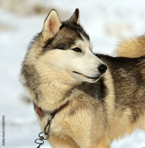 Husky dog © kyslynskyy