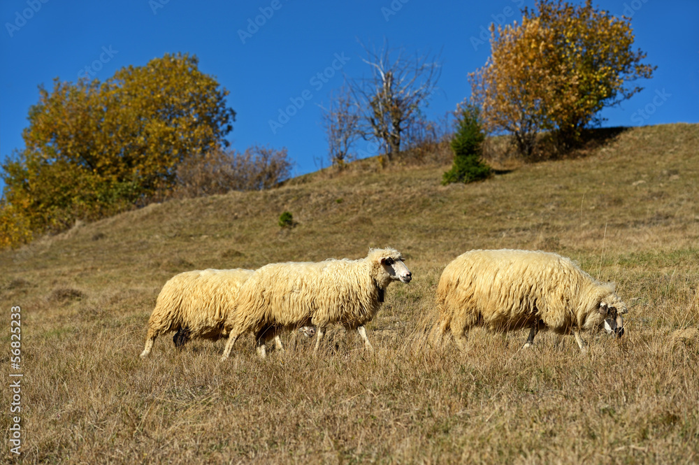 Sheep graze in a pasture in the mountains Sheep graze in a pasture in the mountains