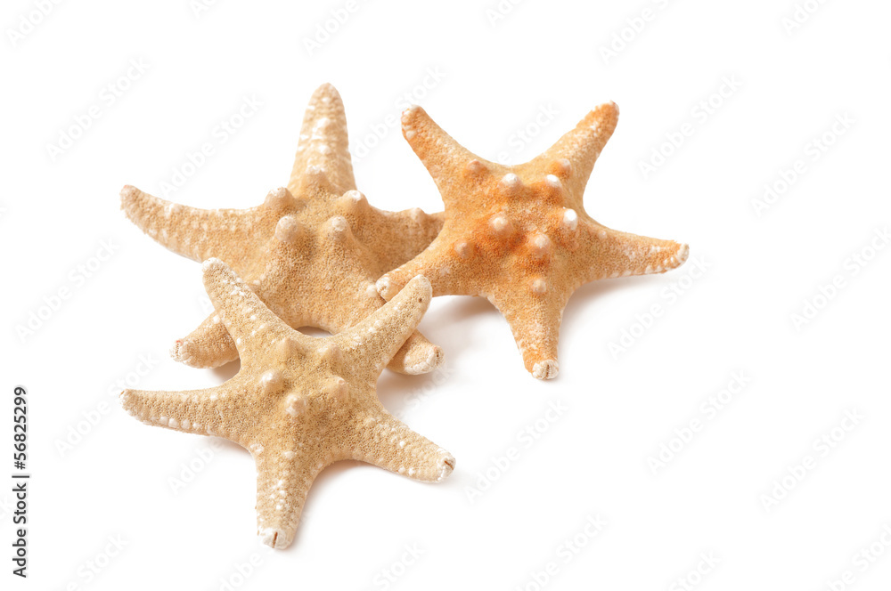 Starfish isolated on white background Starfish isolated on white background