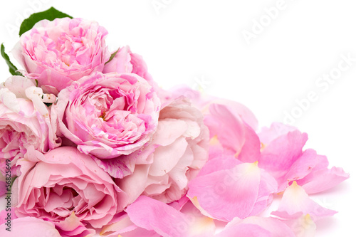 bunch of pink striped roses isolated on white