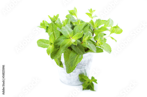 Fresh mint in a bucket on white background
