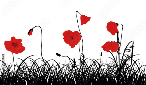 Fototapeta Naklejka Na Ścianę i Meble -  red poppy flowers in black grass isolated on white