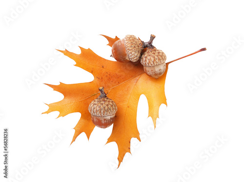 Autumn oak leaf and three acorns isolated on white