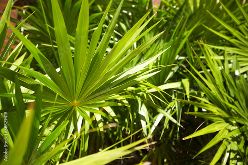 Exotic plant at caribbean resort.