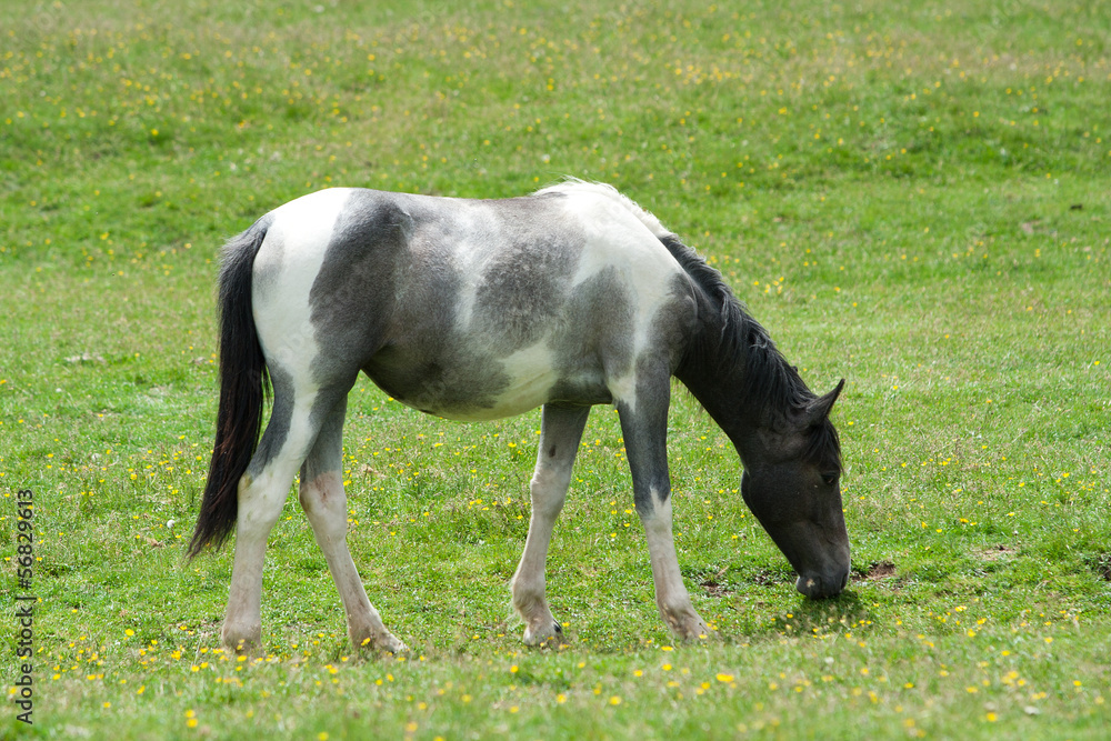 Horses Horses