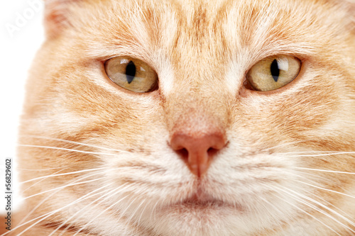 Red cat closeup.