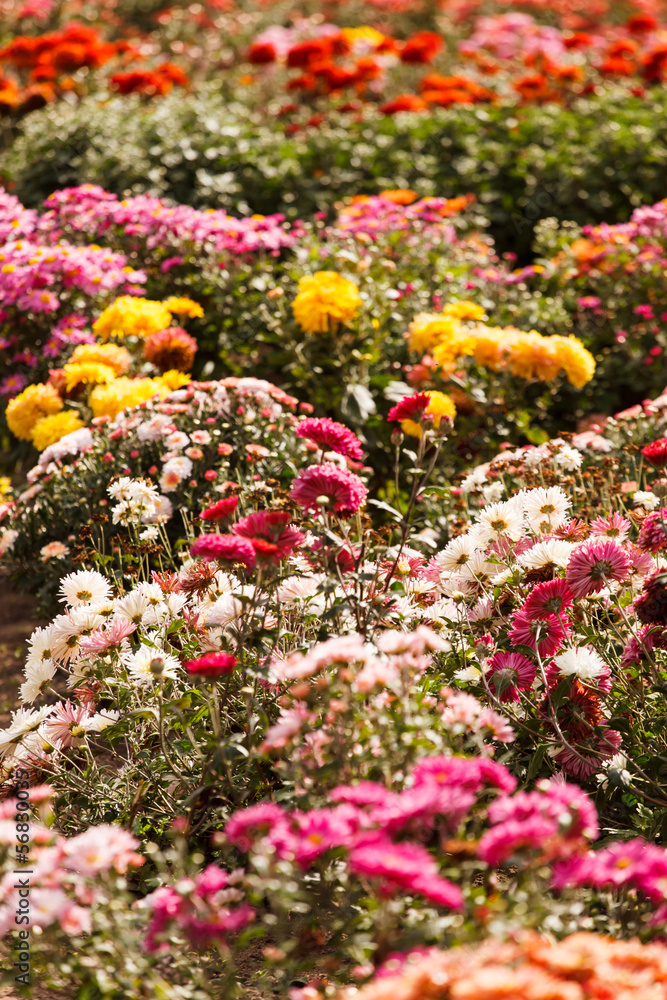 chrysanthemum flowers in the garden