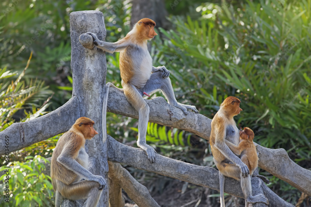 Obraz premium Proboscis monkey