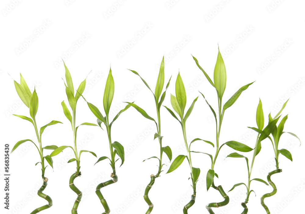 Set of bamboo plants Set of bamboo plants