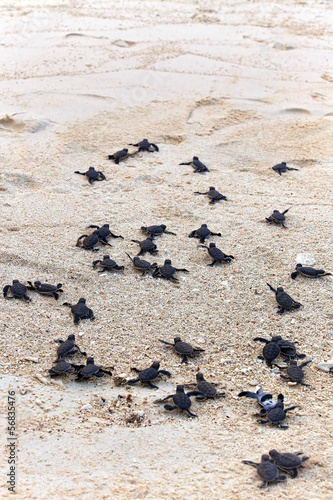 Obraz na plátne Turtle Hatchlings