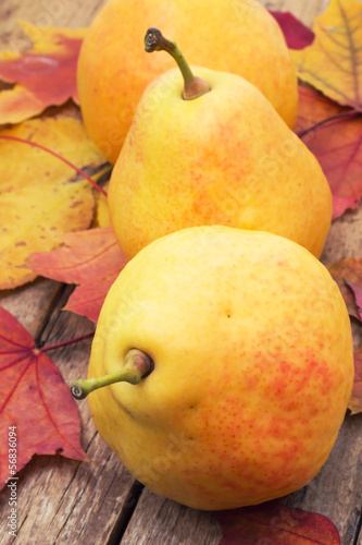 Pear autumn harvest ripe sweet and fallen leaves