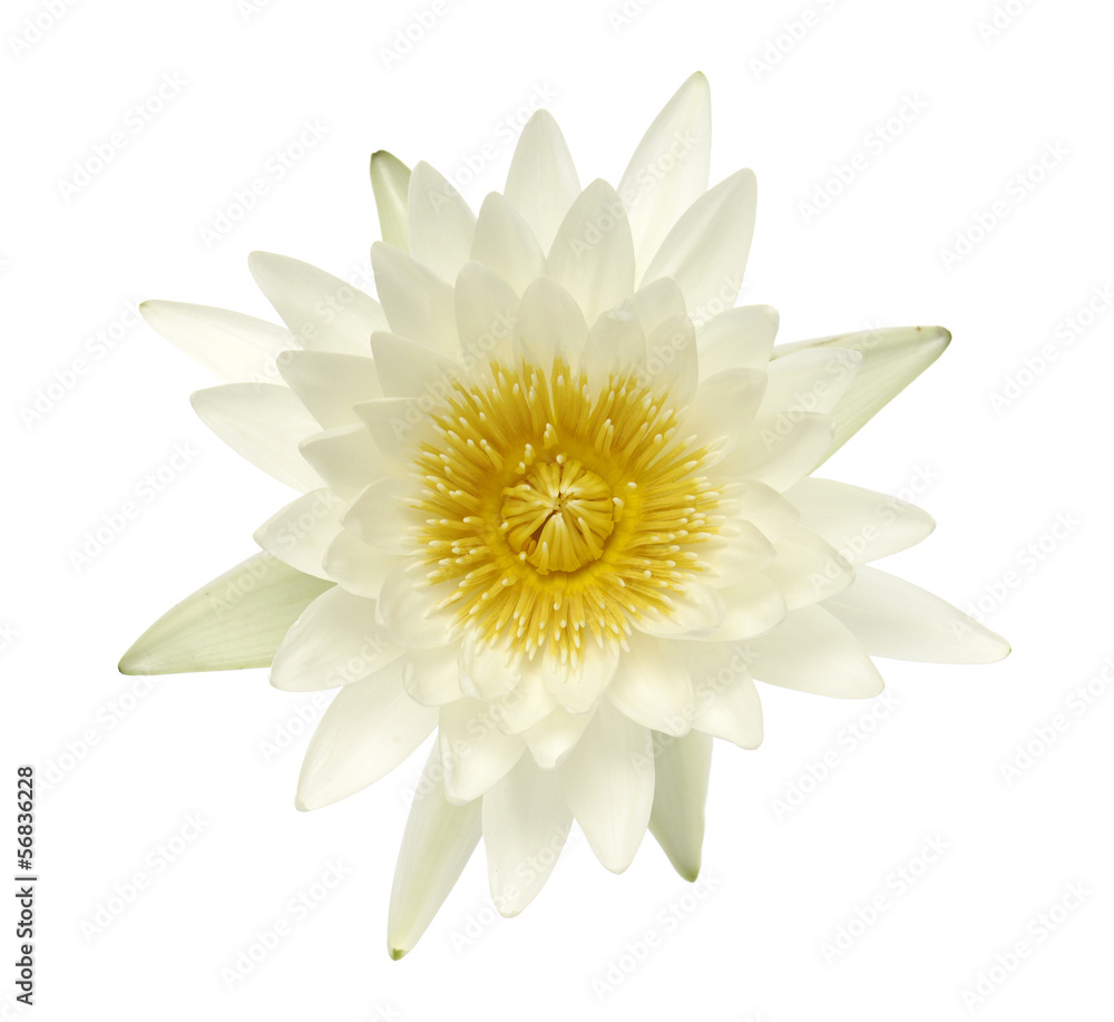 white lotus flower