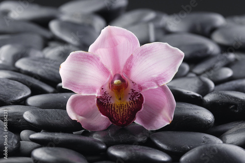 beautiful pink orchid with beach pebble background