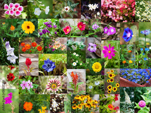 Fototapeta Naklejka Na Ścianę i Meble -  Summer flowers