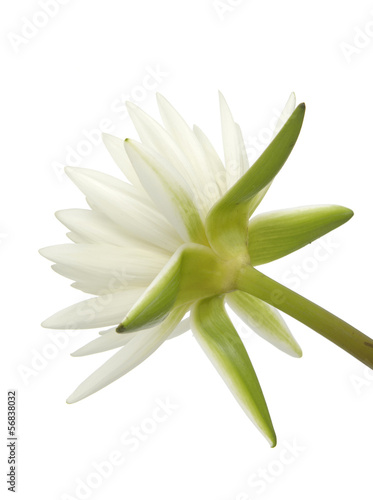 Amazon lily flower on the white background