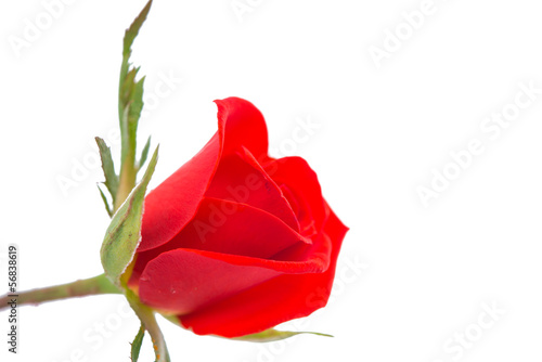 orange rose isolated