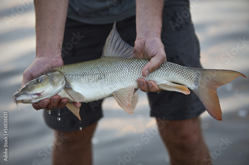 Konstfotografi Barbels are group of small carp-like freshwater fish, almost all