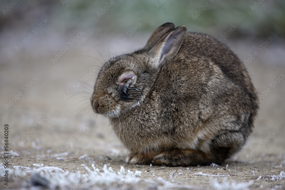 Naklejka premium Rabbit, Oryctolagus cuniculus,