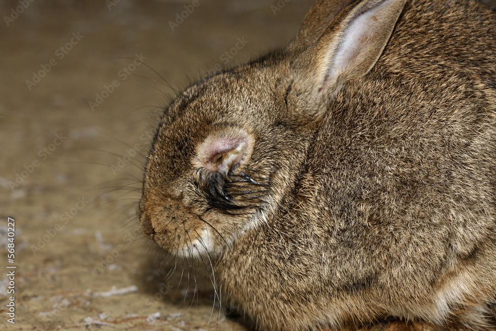 Naklejka premium Rabbit, Oryctolagus cuniculus,