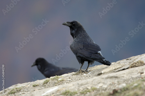 Raven, Corvus corax