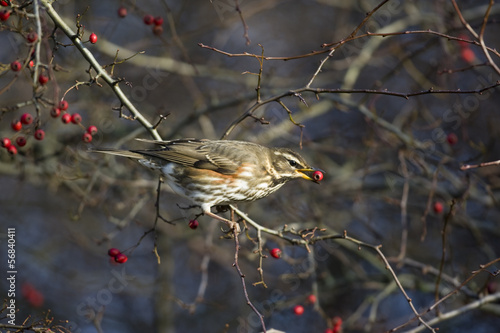 Redwing, Turdus iliacus