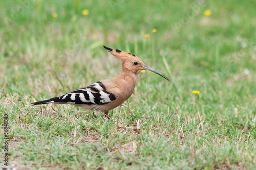 Hoopoe bird (Upupa epops) walking on the ground