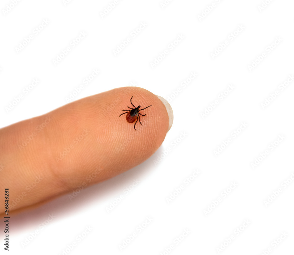 Obraz premium Tick human finger