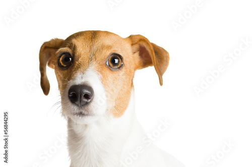 Dog Jack Russell Terrier on white background