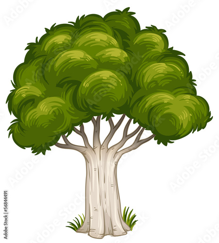 A shade of a big tree