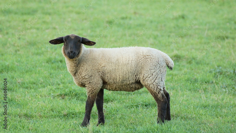 a beautiful sheep with black head and green grass a beautiful sheep with black head and green grass