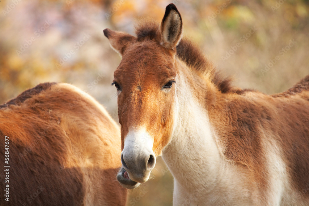 Fototapeta premium Kiang horse