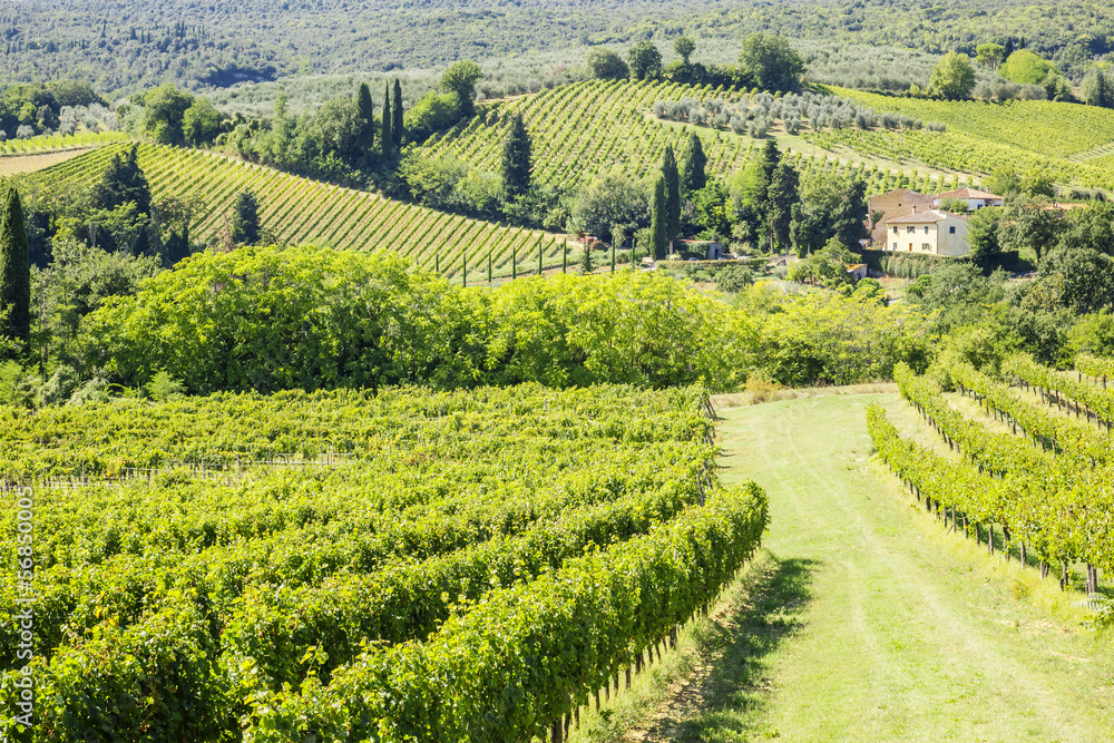 Wine Hill Italy