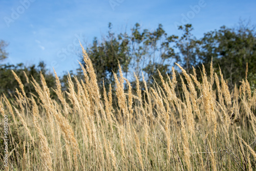 grass wheat and blue sky